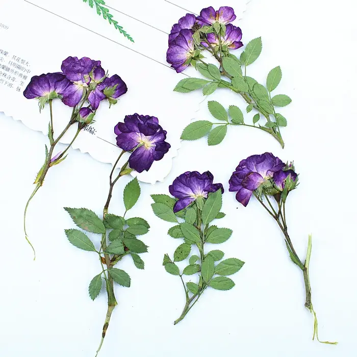 12 pièces, fleurs séchées de roses violettes pressées latéralement avec tiges