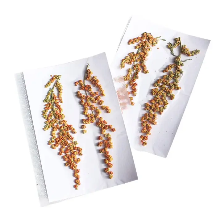 Nature Rousse Primary PMurcia Fleurs séchées DIY