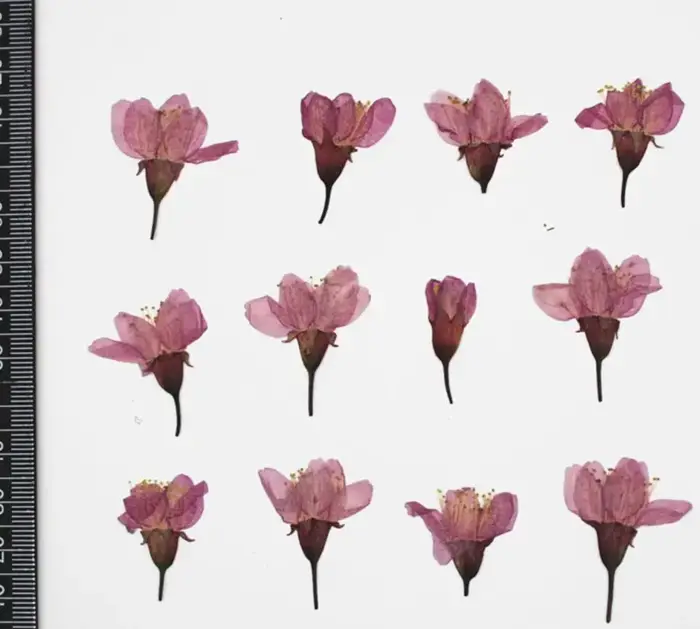 120 pièces de fleurs de cerisier Sakura séchées pressées pour la fabrication de bijoux en résine