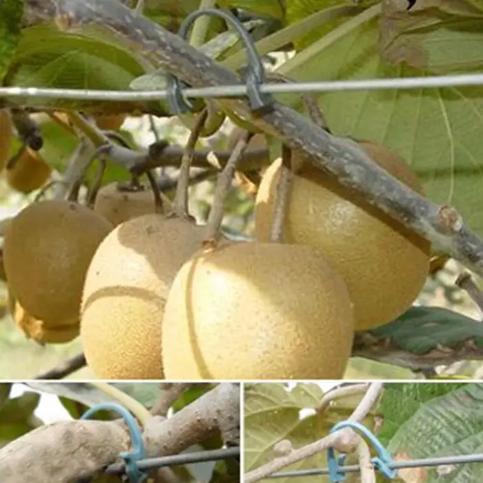 Boucle attachée pour plante de vigne, 1000 pièces, Clip de fixation pour vigne de raisin Kiwi, fleur