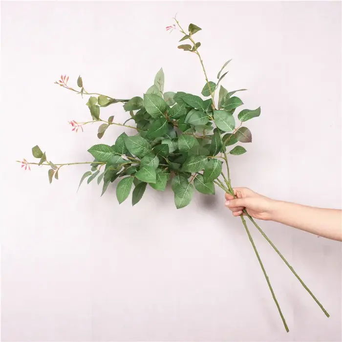 Plantes vertes pour décoration
