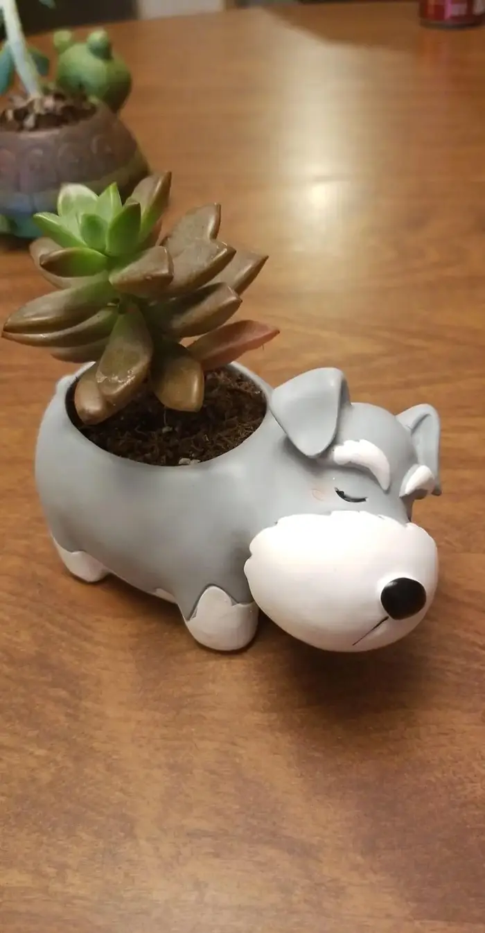 Cadeau créatif Schnauzer planteur de chien Pot de plante succulente Pots mignons pour plantes Cactus jardin décoration de bureau à domicile pour les amoureux des chiens