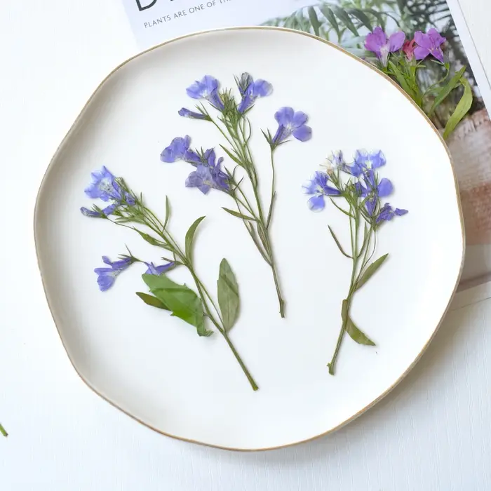 6 pièces/8-13 cm, fleurs séchées pressées naturelles Lobelia Erinus avec tiges