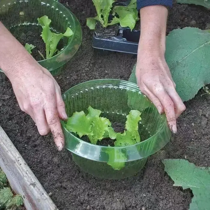 Colliers à limace pour plantes d'escargot
