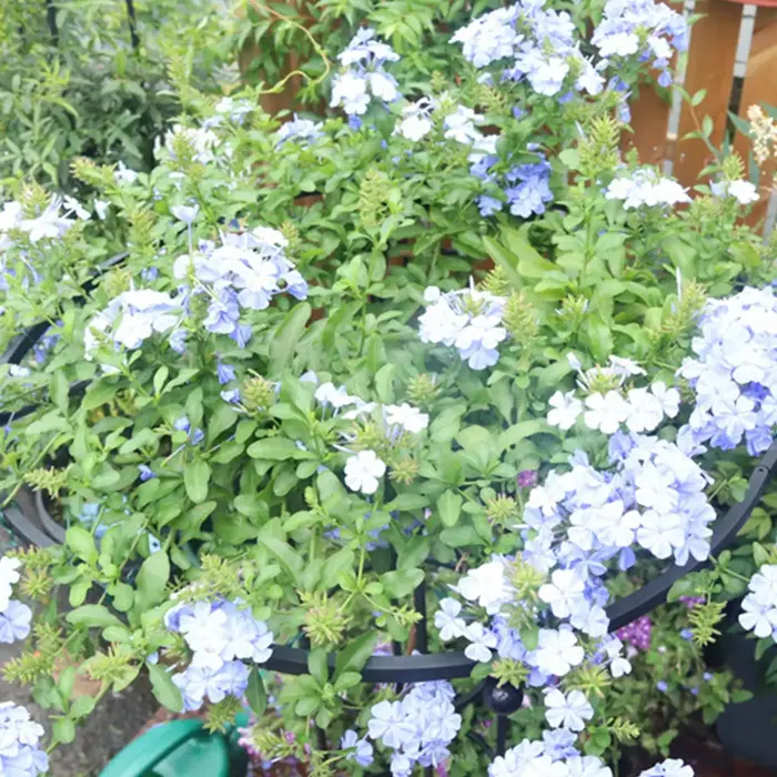 Treillis de jardin en forme de parapluie pour plantes grimpantes