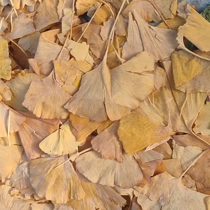 Feuilles séchées de Ginkgo Biloba naturelles