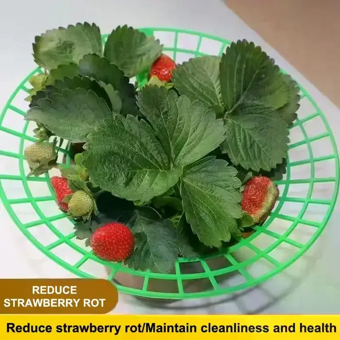 Support pour plantes de fraises avec pieds, support de culture rond en plastique pour garder les baies propres et empêcher la pourriture