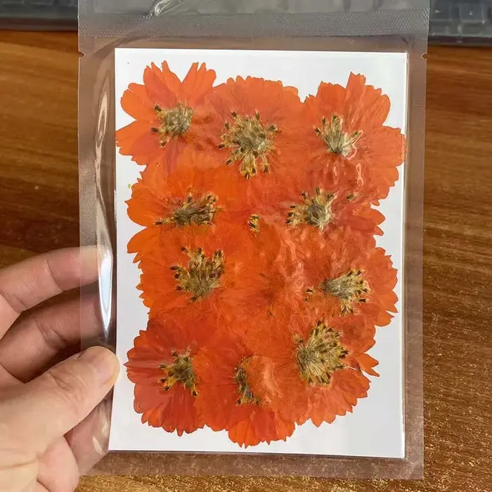 Têtes de fleurs de Cosmos Sulphureus séchées et pressées
