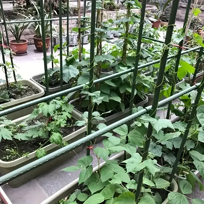 Treillis de jardinage à 20 racines pour concombres et tomates