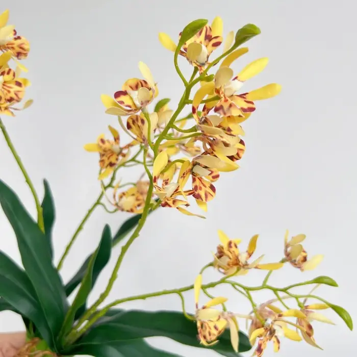 Orchidées artificielles au toucher réel