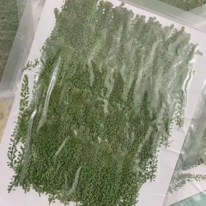 250 feuilles de Lepidium Apetalum pressées et séchées
