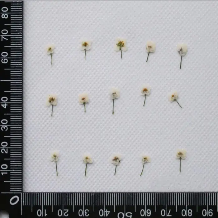 Mini plante de fleur de Lobularia Maritima séchée pressée
