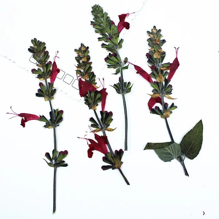Fleur de Sauge Rouge vaccée en Relief