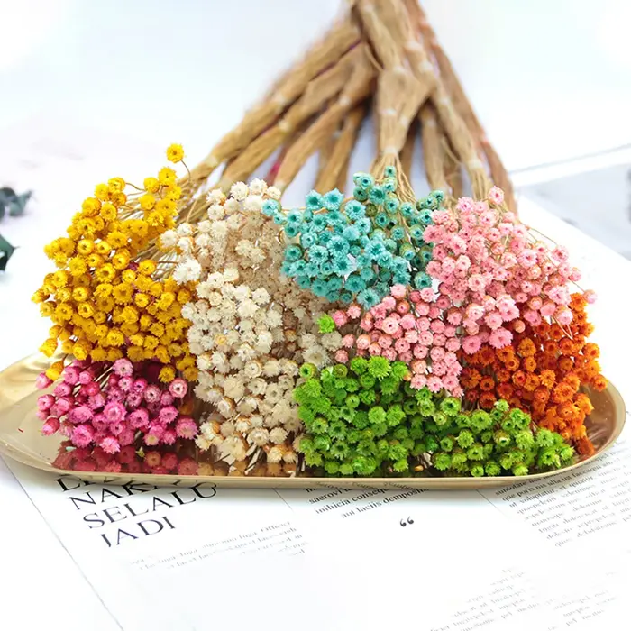250 pièces vraie fleur sèche fleurs séchées naturelles photographie décorative décor à la maison Photo toile de fond