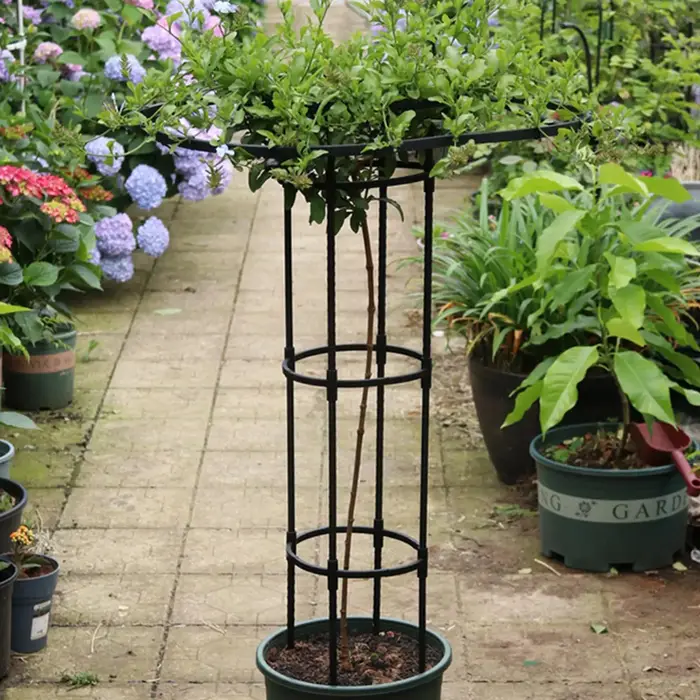 Treillis de jardin en forme de parapluie pour plantes grimpantes