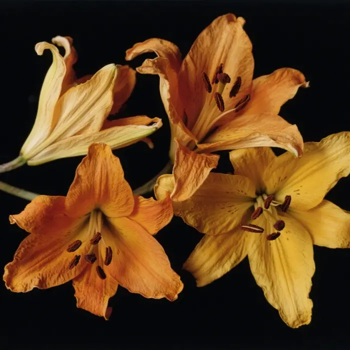 Bai He – fleur séchée de lys de qualité supérieure