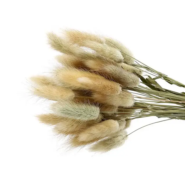 50 pièces de queues de lapin séchées, herbe naturelle, plantes décoratives, fleurs pour mariage, décoration de table, herbe séchée Pennisetum