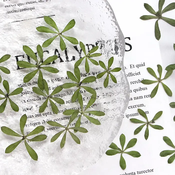Nature Green Leaves Pressed Flower