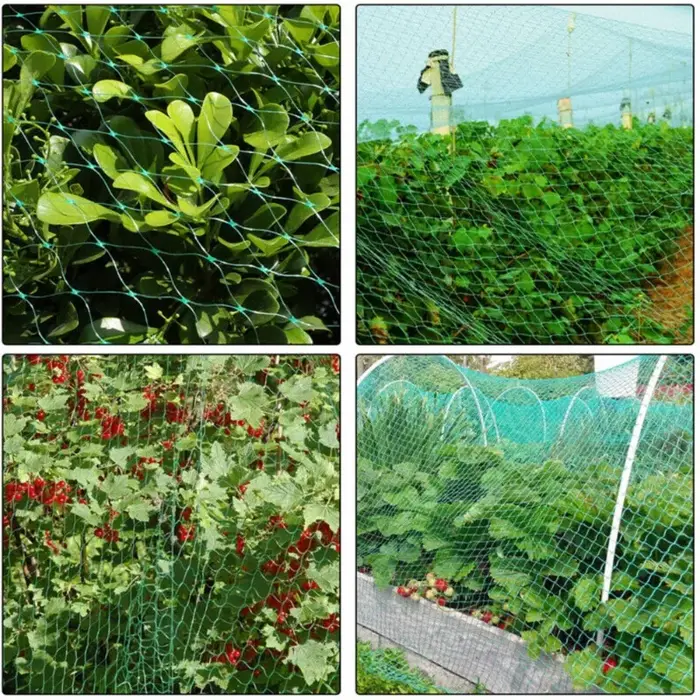 Filets à oiseaux verts pour protéger les plantes