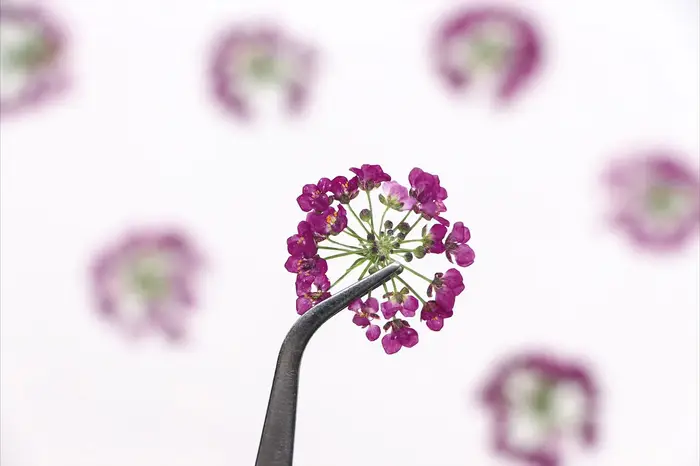 1,5-2,5 cm/12 pièces, Têtes de fleurs de boule de neige pressées naturelles, pour DIY floral authentique, cadre photo, marque-page, coque de téléphone