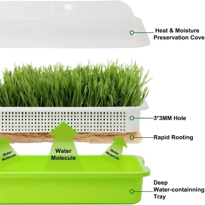 Plaque de germination hydroponique sans sol avec couvercle