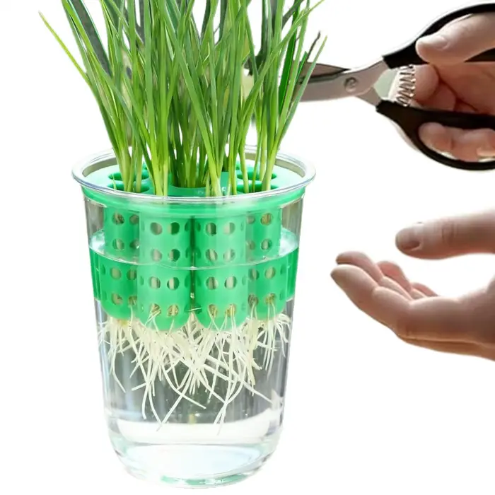 Pot de culture pour la reproduction des oignons verts