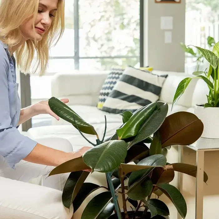 Piquet de Support pour plantes grimpantes