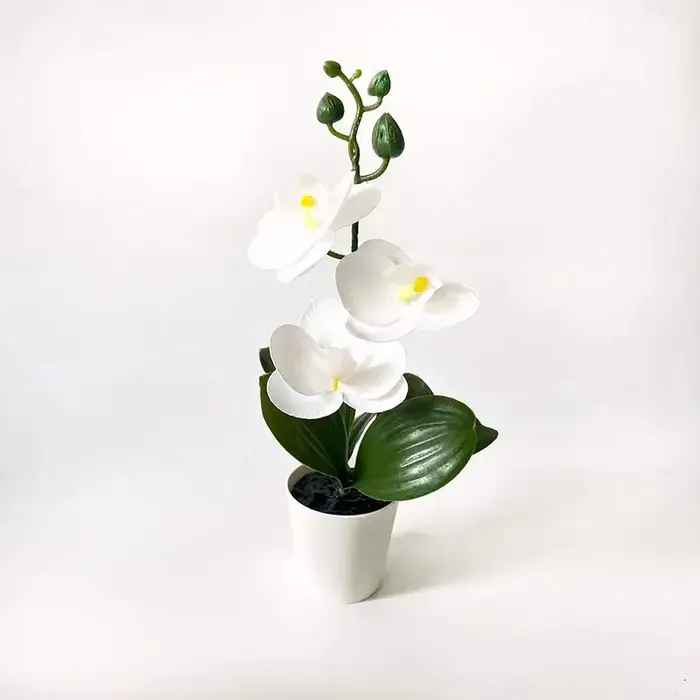 Mini orchidée papillon en pot avec 3 fleurs, pot à couvercle noir, accessoires de plantes vertes, dé