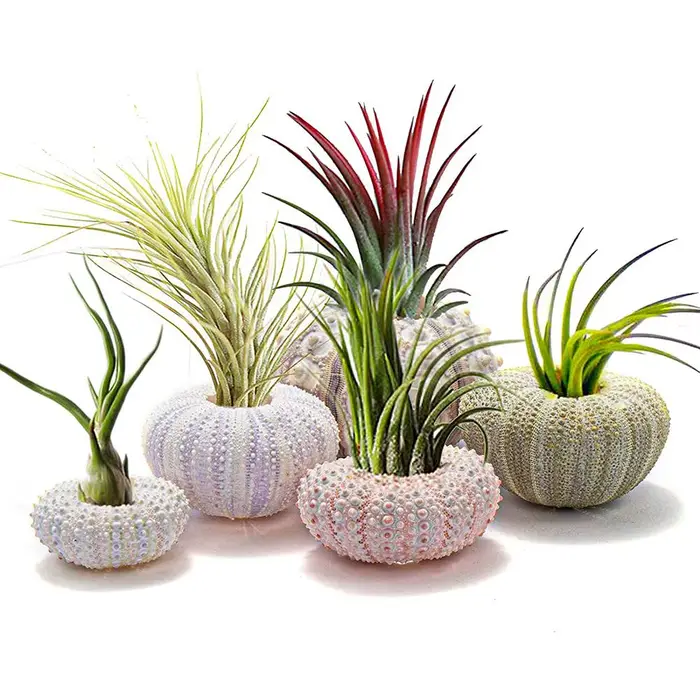 Pot de fleurs suspendu