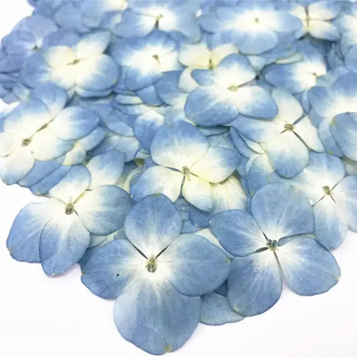60X pressé séché absorbant hortensia Macrophylla plantes à fleurs herbier pour bijoux coque de téléphone signet carte postale Scrapbook bricolage