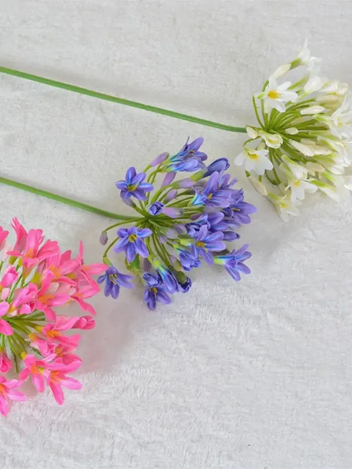 Branche d'agapanthus africaine de luxe