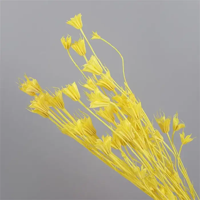 Véritables branches de fleurs d'anis étoilé séchées fraîches