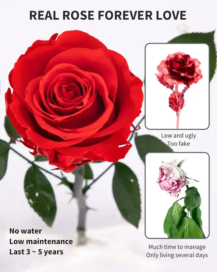 Rose éternelle préservée pour femme