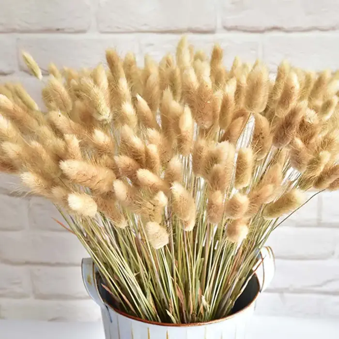 50 pièces de queues de lapin séchées, herbe naturelle, plantes décoratives, fleurs pour mariage, déc