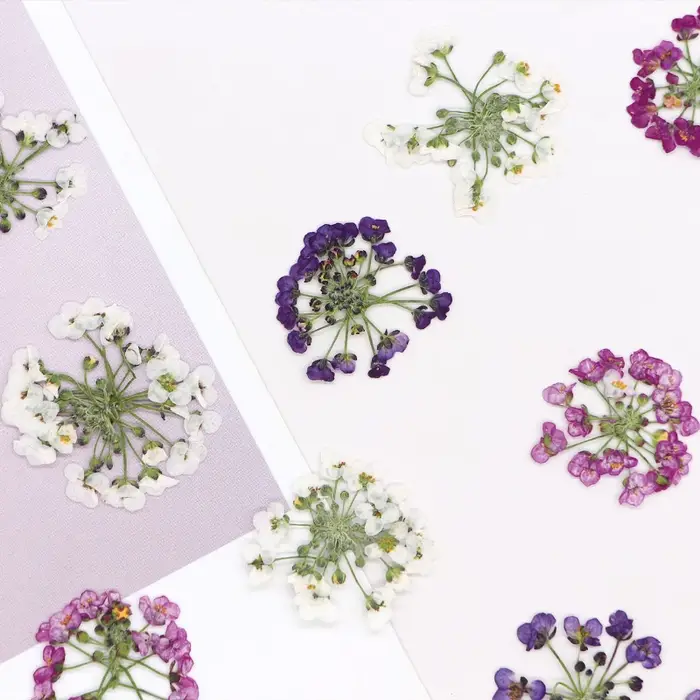 1,5-2,5 cm/12 pièces, Têtes de fleurs de boule de neige pressées naturelles, pour DIY floral authentique, cadre photo, marque-page, coque de téléphone