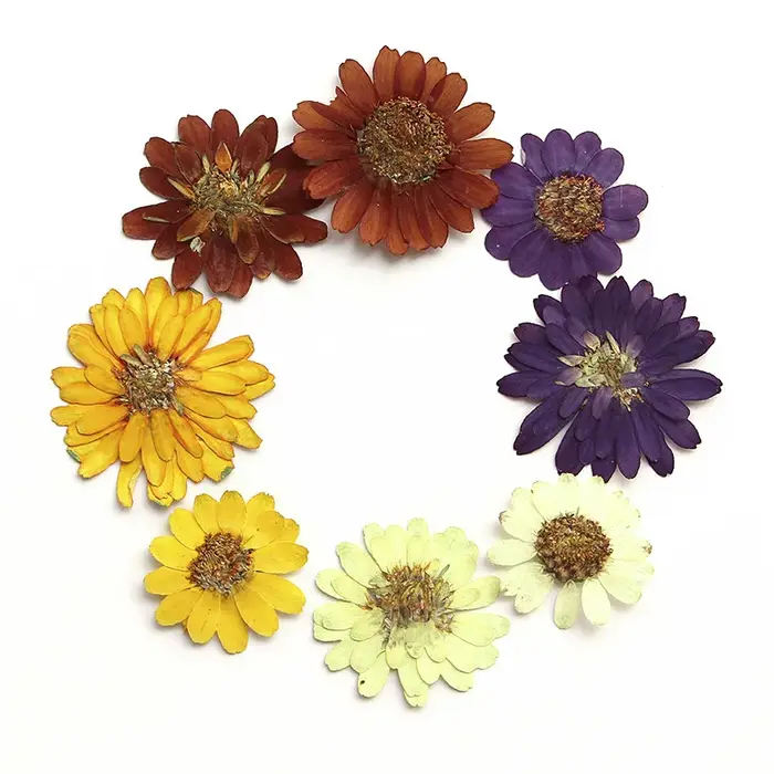 Kit d'art de fleurs pressées réelles