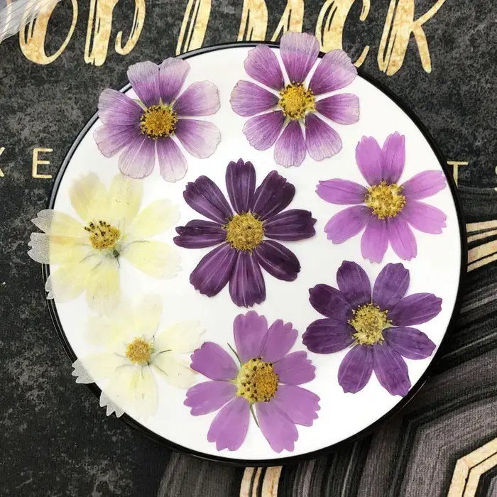 50X séché pressé naturel violet blanc Cosmos Galsang fleurs plante herbier pour carte postale cadre Photo bijoux signet bricolage