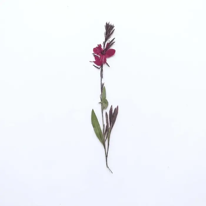 Branches de Gaura pressées séchées naturelles