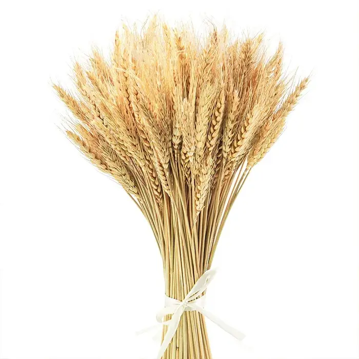 50/100/200 pièces tiges de blé séché fleur naturelle décor à la maison fête mariage ferme hôtel déco