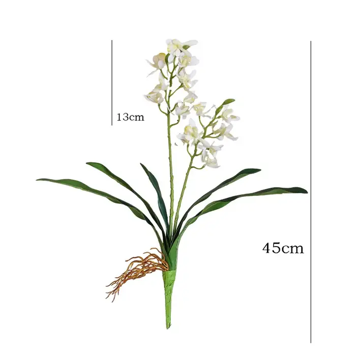 Orchidée papillon au toucher de la main avec feuilles