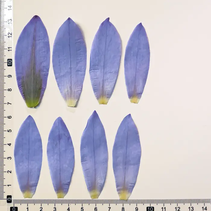 Pétales de Nénuphar Bleus Naturels Pressés et Séchés pour la Résine Époxy, Marque-pages, Cadres Phot