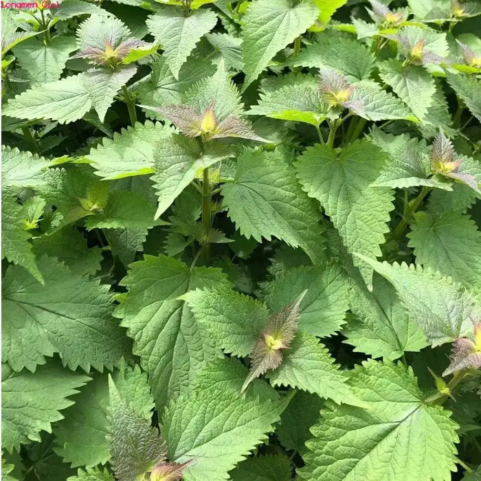Feuilles de patchouli séchées naturelles de qualité supérieure