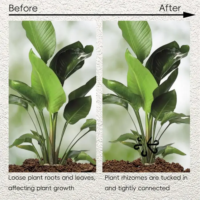 Support pour plantes grimpantes