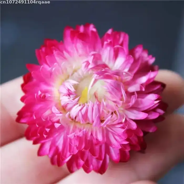 Fleur séchée naturelle premium d'Immortelle (Helichrysum Bracteatum) – Mélange de fleurs pour décoration de mariage