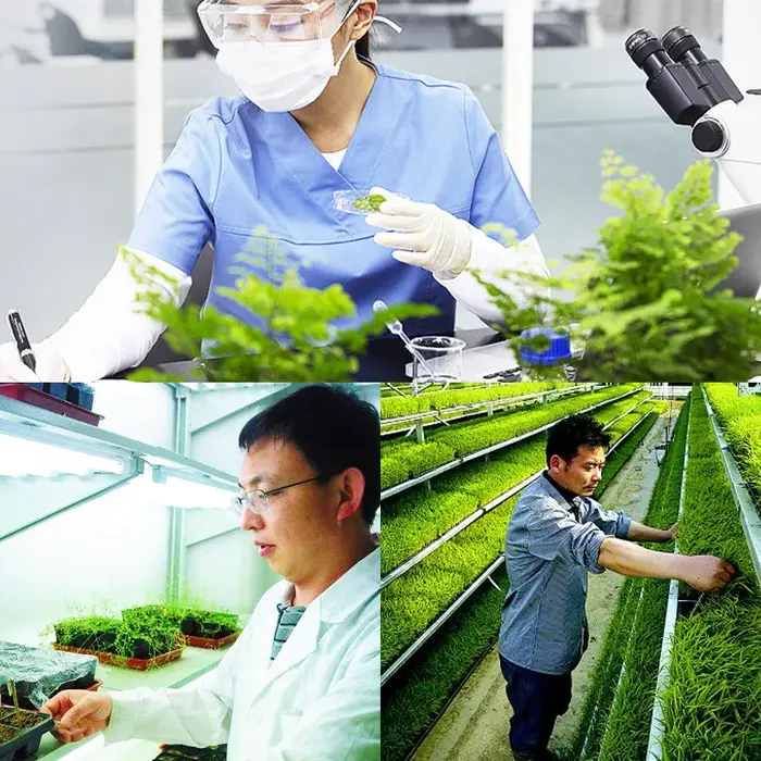 6-BA BAP favorise la croissance des plantes et la germination latérale