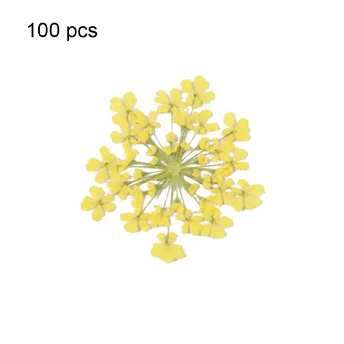 100 pièces plante naturelle fleur séchée pressée