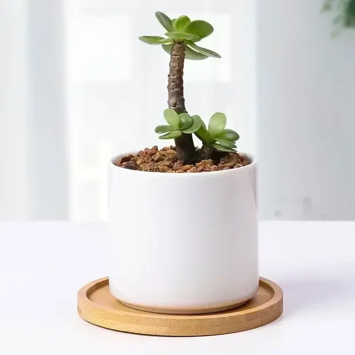 Plateau multi-bambou, soucoupe en bois