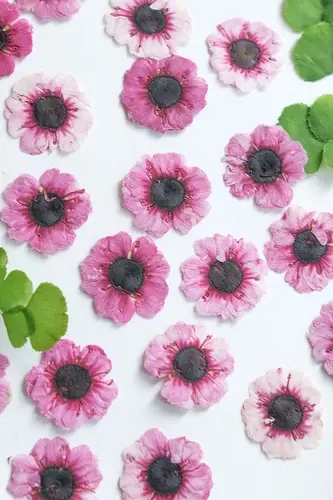 1-2cm/12pcs, Têtes de fleurs de Manuka rouges pressées, Résine végétale séchée pour colle, DIY Marqu