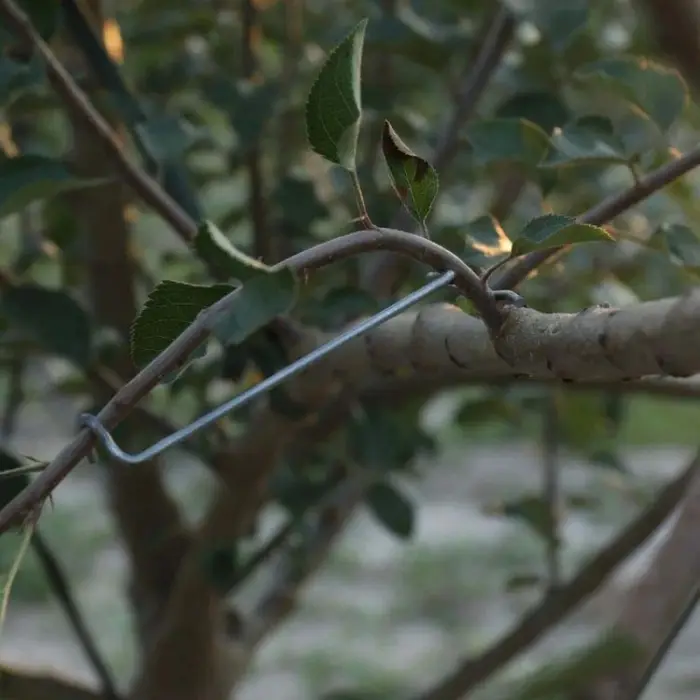 10 pièces Support de Branches d'arbre fruitier