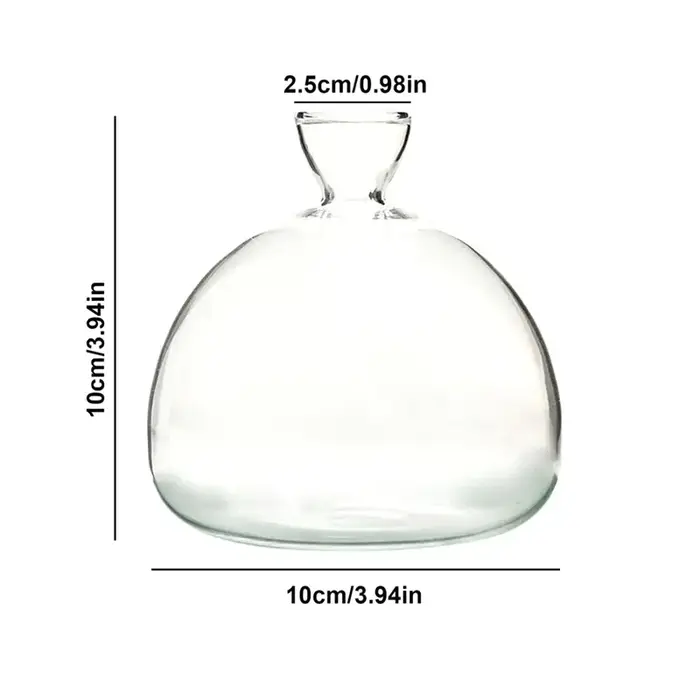 Kit de culture de graines d'avocat transparent – Vase en verre pour démarreurs de plantes, parfait p